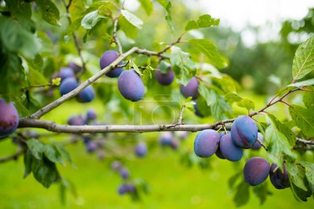 Foto de Ciruelas púrpuras en una rama de árbol en el huerto. Cosecha de frutas maduras en el día de otoño. Cultivar frutas y verduras propias en una granja. Jardinería y estilo de vida de autosuficiencia. - Imagen libre de derechos
