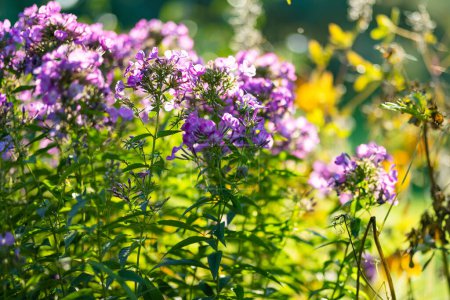 Téléchargez les photos : De belles fleurs violettes de phlox (Phlox paniculata) fleurissent dans un jardin le jour de l'automne. Beauté dans la nature. - en image libre de droit