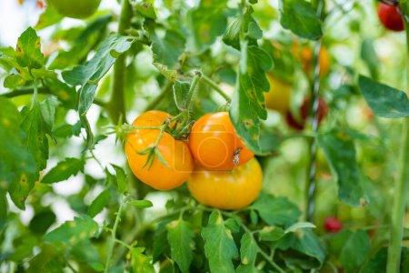 Foto de La maduración de plantas de tomates frescos orgánicos en un arbusto. Cultivar frutas y verduras propias en una granja. Jardinería y estilo de vida de autosuficiencia. - Imagen libre de derechos