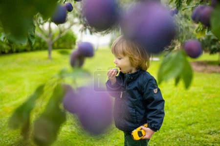 Foto de Lindo niño comiendo ciruelas maduras frescas de un ciruelo. Cosecha de frutas maduras en el día de otoño. Cultivar frutas y verduras propias en una granja. Jardinería y estilo de vida de autosuficiencia. - Imagen libre de derechos