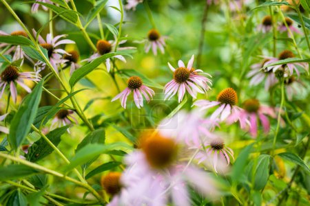 Photo for Pink flowers of rudbeckia, commonly known as coneflowers or black eyed susans, in a sunny autumn garden. Rudbeckia fulgida or perennial coneflower blossoming outdoors. Rudbeckia hirta Maya. - Royalty Free Image