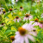 Pink flowers of rudbeckia, commonly known as coneflowers or black eyed susans, in a sunny autumn garden. Rudbeckia fulgida or perennial coneflower blossoming outdoors. Rudbeckia hirta Maya.