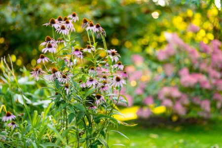 Photo for Pink flowers of rudbeckia, commonly known as coneflowers or black eyed susans, in a sunny autumn garden. Rudbeckia fulgida or perennial coneflower blossoming outdoors. Rudbeckia hirta Maya. - Royalty Free Image