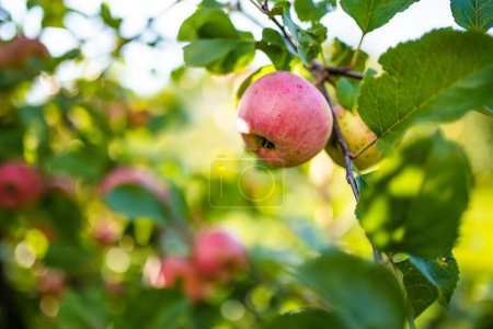 Photo for Red apples on apple tree branch on warm autumn day. Harvesting ripe fruits in an apple orchard. Growing own fruits and vegetables in a homestead. Gardening and lifestyle of self-sufficiency. - Royalty Free Image