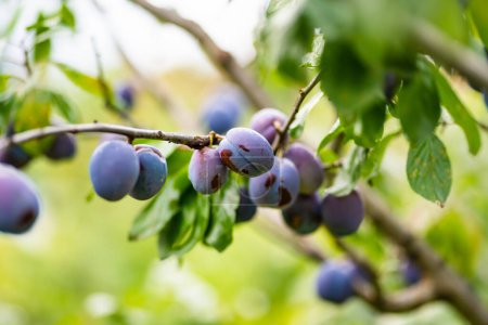 Foto de Ciruelas púrpuras en una rama de árbol en el huerto. Cosecha de frutas maduras en el día de otoño. Cultivar frutas y verduras propias en una granja. Jardinería y estilo de vida de autosuficiencia. - Imagen libre de derechos
