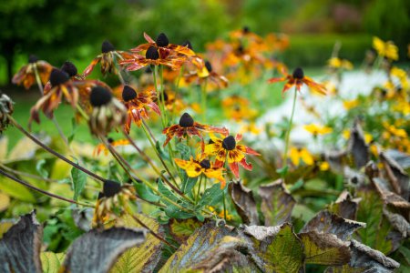 Téléchargez les photos : Fleurs jaune vif de rudbeckia, communément connu sous le nom de coneflowers ou susans aux yeux noirs, dans le jardin de la fin de l'automne. Rudbeckia fulgida ou épeautre vivace fleurissant à l'extérieur. Rudbeckia hirta Maya. - en image libre de droit