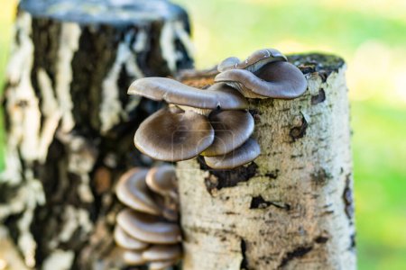 Photo for Grey oyster mushrooms growing on tree logs. Cultivating mushrooms at your own garden. Gardening and lifestyle of self-sufficiency. - Royalty Free Image