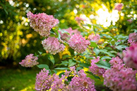 Téléchargez les photos : Fleurs roses tendres d'hortensia arborescens, rétro-éclairées par le faible soleil du soir en été. Hortensia floraison dans le jardin d'été. Beauté dans la nature. - en image libre de droit