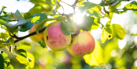 Foto de Manzanas rojas en la rama del manzano en el cálido día de otoño. Cosechando frutas maduras en un huerto de manzanas. Cultivar frutas y verduras propias en una granja. Jardinería y estilo de vida de autosuficiencia. - Imagen libre de derechos