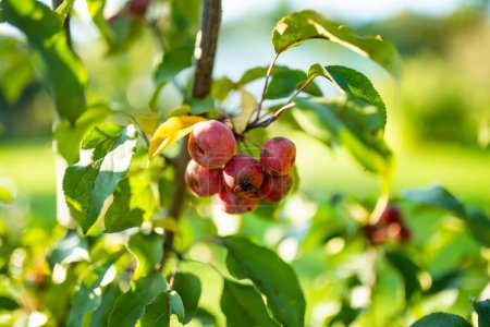 Kleine rote Paradiesäpfel an einem Ast am Herbsttag. Herbstfrüchte, Ernte- und Erntekonzept.