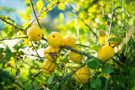Frutos amarillos brillantes de membrillo madurando en una rama del arbusto de membrillo japonés. Soleado día de verano en un jardín. Cosecha de frutas orgánicas frescas.