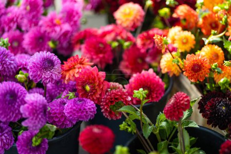 Téléchargez les photos : Magnifiques fleurs de dahlia colorées vendues dans un magasin de fleurs en plein air à Vilnius, Lituanie - en image libre de droit