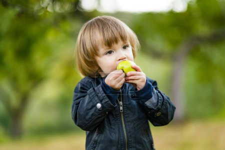 Foto de Lindo niño comiendo una manzana en el huerto de manzanos en el día de verano. Niño recogiendo frutas en un jardín. Comida fresca y saludable para niños. Nutrición familiar en verano. - Imagen libre de derechos