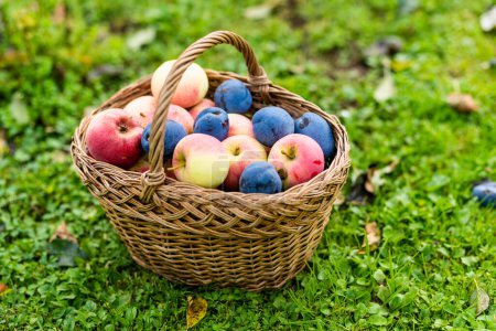 Téléchargez les photos : Panier plein de pommes et de prunes biologiques fraîches. Récolte des pommes et des prunes dans un verger le jour de l'automne. Cueillette de fruits dans un jardin. Aliments frais et sains. Nutrition familiale en été - en image libre de droit