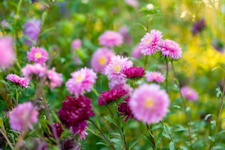 Foto de Flores de color púrpura, rosa y blanco sobre un fondo verde borroso. Temporada de verano. Flores decorativas. - Imagen libre de derechos