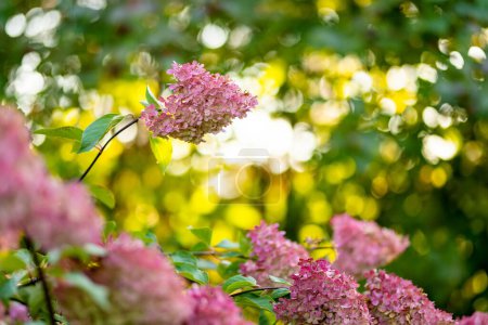 Foto de Flores rosadas tiernas de hortensia arborescens, retroiluminadas por el bajo sol de la tarde en verano. Hortensia florece en el jardín de verano. Belleza en la naturaleza. - Imagen libre de derechos