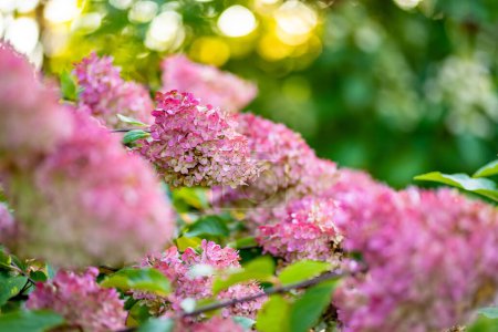 Foto de Flores rosadas tiernas de hortensia arborescens, retroiluminadas por el bajo sol de la tarde en verano. Hortensia florece en el jardín de verano. Belleza en la naturaleza. - Imagen libre de derechos