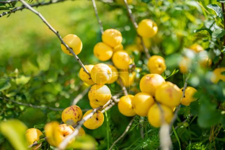 Téléchargez les photos : Fruits jaune vif de mûrissement du coing sur une branche de cognassier japonais. Journée ensoleillée d'été dans un jardin. Récolte de fruits biologiques frais. - en image libre de droit