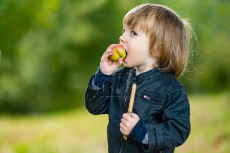 Photo for Cute toddler boy eating an apple in apple tree orchard in summer day. Child picking fruits in a garden. Fresh healthy food for kids. Family nutrition in summer. - Royalty Free Image