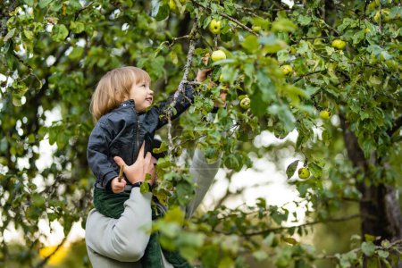 Photo for Cute toddler boy helping to harvest apples in apple tree orchard in summer day. Child picking fruits in a garden. Fresh healthy food for kids. Family nutrition in summer. - Royalty Free Image