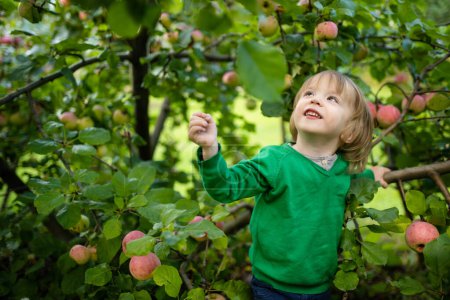 Téléchargez les photos : Petit garçon mignon aidant à récolter des pommes dans le verger de pommiers dans la journée d'été. Enfant cueillant des fruits dans un jardin. Aliments frais et sains pour les enfants. Nutrition familiale en été. - en image libre de droit
