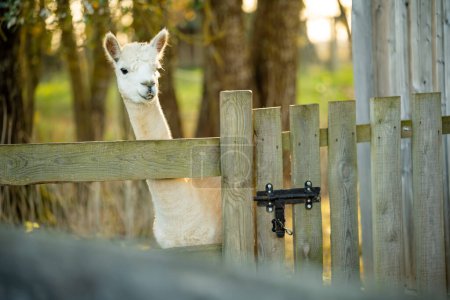 Téléchargez les photos : Mignons lamas et alpagas dans une ferme. Regarder des animaux dans un zoo. Activités amusantes en famille en automne. - en image libre de droit