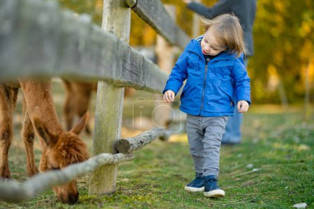 Téléchargez les photos : Petit garçon mignon regardant un alpaga dans un zoo de la ferme le jour de l'automne. Des enfants nourrissant un lama dans une ferme animale. Des enfants dans un zoo à l'automne. Loisirs actifs enfants extérieur. - en image libre de droit