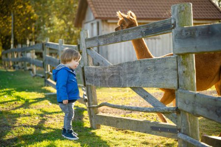 Foto de Lindo niño mirando una alpaca en un zoológico de granja en el día de otoño. Niños alimentando una llama en una granja de animales. Niños en un zoológico de mascotas en otoño. Ocio activo niños al aire libre. - Imagen libre de derechos