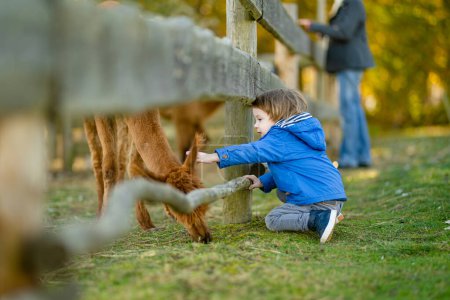 Foto de Lindo niño mirando una alpaca en un zoológico de granja en el día de otoño. Niños alimentando una llama en una granja de animales. Niños en un zoológico de mascotas en otoño. Ocio activo niños al aire libre. - Imagen libre de derechos