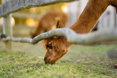 Foto de Lindas llamas y alpacas en una granja. Observando animales en un zoológico. Actividades familiares divertidas en otoño. - Imagen libre de derechos