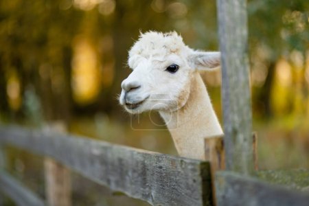 Téléchargez les photos : Mignons lamas et alpagas dans une ferme. Regarder des animaux dans un zoo. Activités amusantes en famille en automne. - en image libre de droit