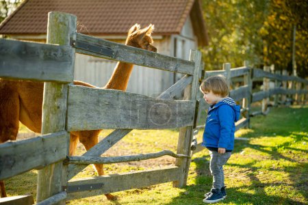Photo for Cute toddler boy looking at an alpaca at a farm zoo on autumn day. Children feeding a llama on an animal farm. Kids at a petting zoo at fall. Active leisure children outdoor. - Royalty Free Image