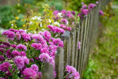 Téléchargez les photos : Différentes nuances de fleurs de chrysantemum violet dans un jardin d'arrière-cour en automne. Saison d'automne. Fleurs décoratives à l'extérieur. - en image libre de droit