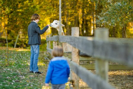 Foto de Linda joven acariciando una alpaca en un zoológico de granja en el día de otoño. Niño alimentando una llama en una granja de animales. Un chico en un zoológico de mascotas en otoño. Ocio activo niños al aire libre. - Imagen libre de derechos