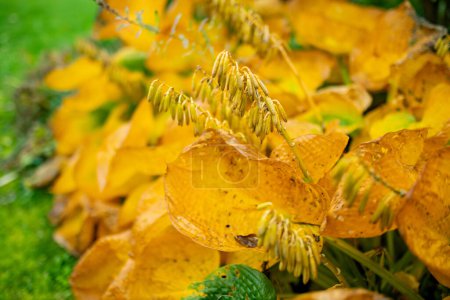 Feuilles d'automne jaune vif de la buisson hosta également connu sous le nom de lys plantain, largement cultivé comme plantes feuillues tolérantes à l'ombre. Beauté en fin d'automne.