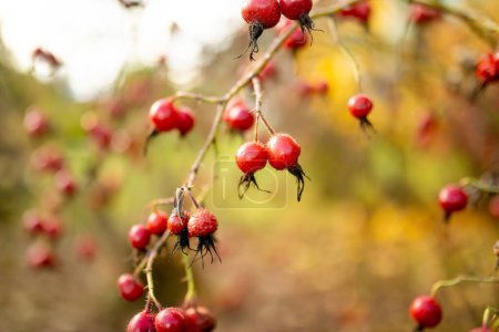 Photo for A branch of red wild rose hips on late autumn day. Beauty in nature. - Royalty Free Image