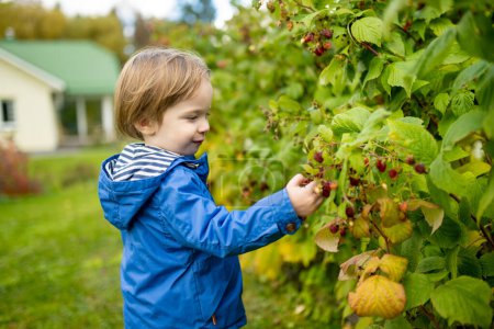 Photo for Cute toddler boy picking fresh berries on organic raspberry farm on warm autumn day. Harvesting fresh berries on fall day. Child harvesting in a garden. - Royalty Free Image