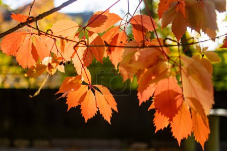 Foto de Hermosas hojas de enredadera virginia roja en una rama de árbol en el día de otoño brillante. Belleza en la naturaleza. - Imagen libre de derechos