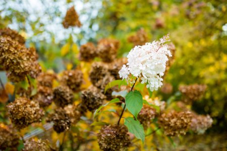 Téléchargez les photos : Fond floral d'hortensia séchée. Concept saisonnier. Couleurs brunes de l'automne. - en image libre de droit