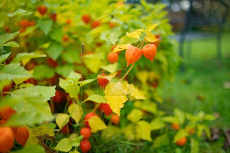 Bright orange lantern-shaped flowers of physalis on sunny autumn day. Winter cherry branch outdoor in october. Beauty in nature.
