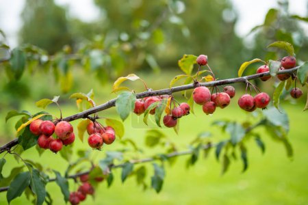 Foto de Pequeñas manzanas rojas paradisíacas en una rama de árbol en el día de otoño. Frutas de otoño, concepto de cosecha y cosecha. - Imagen libre de derechos