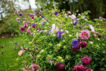 Téléchargez les photos : Fleurs d'aster violet, rose et blanc sur un fond vert flou. Saison estivale. Fleurs décoratives. - en image libre de droit