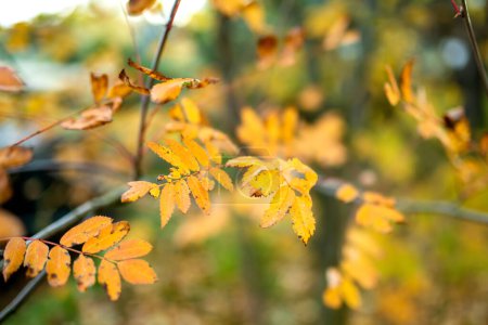 Téléchargez les photos : Belles feuilles jaunes le jour d'automne lumineux. Beauté de la nature mourante. - en image libre de droit