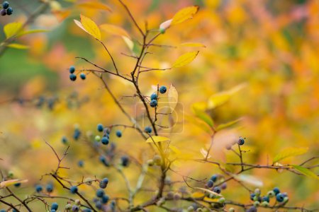 Foto de Hojas anaranjadas y rojas de un arbusto de arándanos en el bosque a finales del otoño. Temporada de otoño en la naturaleza. - Imagen libre de derechos