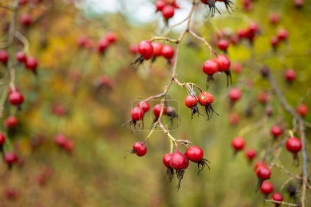 Téléchargez les photos : Une branche de cynorrhodon roux à la fin de l'automne. Beauté dans la nature. - en image libre de droit