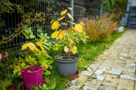 Photo for Plastic pots with young trees and flowers on a backyard. Planting new plants at the end of the gardening season. Autumn chores in the garden. - Royalty Free Image