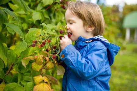 Photo for Cute toddler boy picking fresh berries on organic raspberry farm on warm autumn day. Harvesting fresh berries on fall day. Child harvesting in a garden. - Royalty Free Image