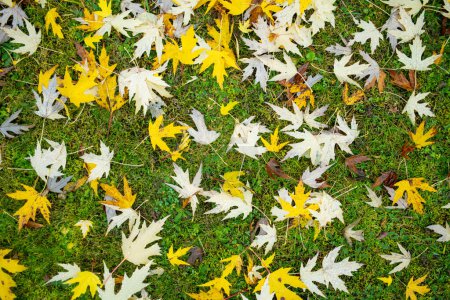 Téléchargez les photos : Belles feuilles d'érable tombées sur l'herbe verte le jour d'automne lumineux. Beauté dans la nature. - en image libre de droit