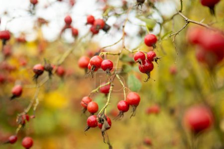 Photo for A branch of red wild rose hips on late autumn day. Beauty in nature. - Royalty Free Image