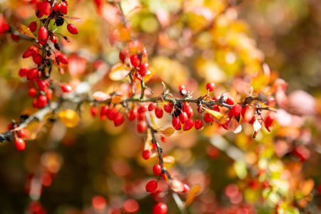 Photo for Bright red barberries on a branch on fall day. Berberis darwinii plant. Beautiful bright autumn vegetation. - Royalty Free Image